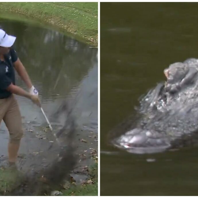 “C’è un alligatore nell’acqua”: il golfista Vince Whaley gioca accanto al grande predatore  – VIDEO