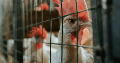 Copertina di “C’è troppa puzza di pollo”: nel Canavese cittadini ‘in campo’ per monitorare i miasmi degli allevamenti intensivi