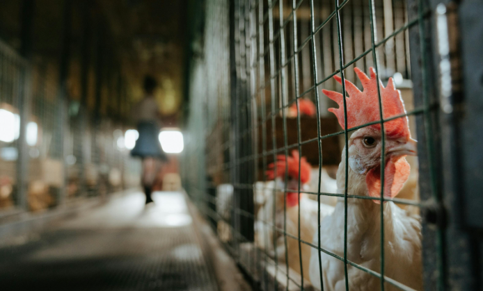 “C’è troppa puzza di pollo”: nel Canavese cittadini ‘in campo’ per monitorare i miasmi degli allevamenti ...