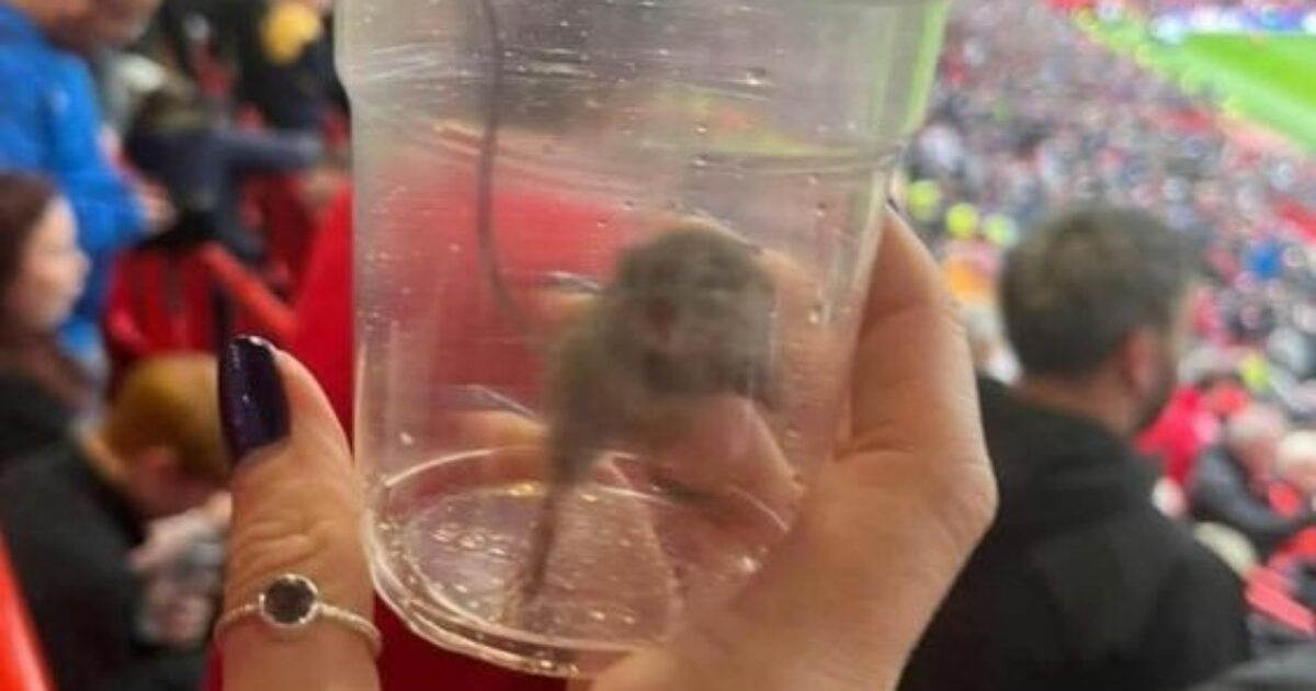 Topo catturato vivo sugli spalti della Premier League da una tifosa, è polemica: “Ma quanto è sporco lo stadio?”