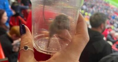 Copertina di Topo catturato vivo sugli spalti della Premier League da una tifosa, è polemica: “Ma quanto è sporco lo stadio?”