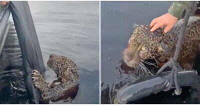 Copertina di “Un salvataggio eroico”: un giaguaro ferito da colpi di pistola, viene estratto vivo dal Rio Negro in Amazzonia
