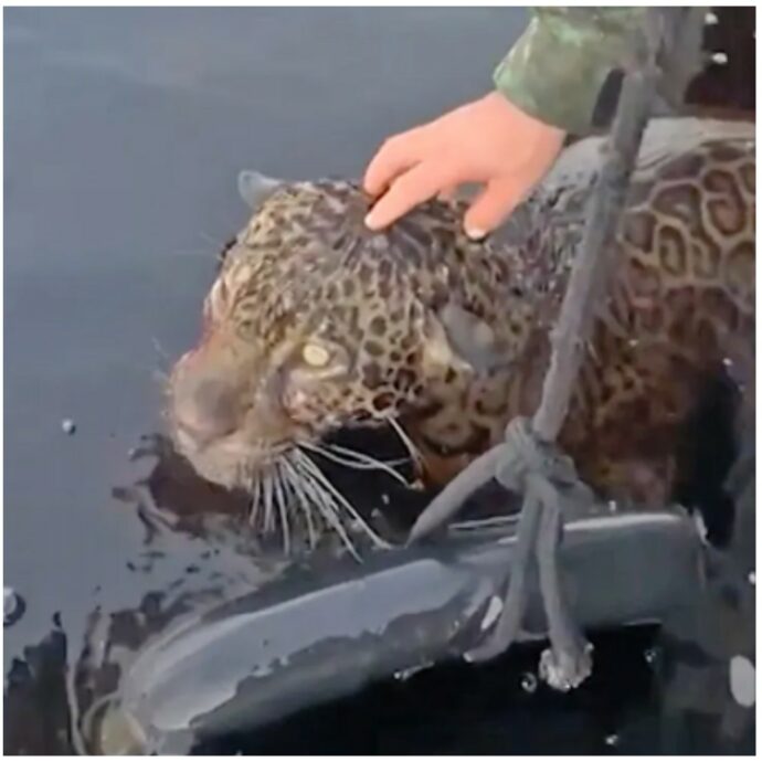 “Un salvataggio eroico”: un giaguaro ferito da colpi di pistola, viene estratto vivo dal Rio Negro in Amazzonia