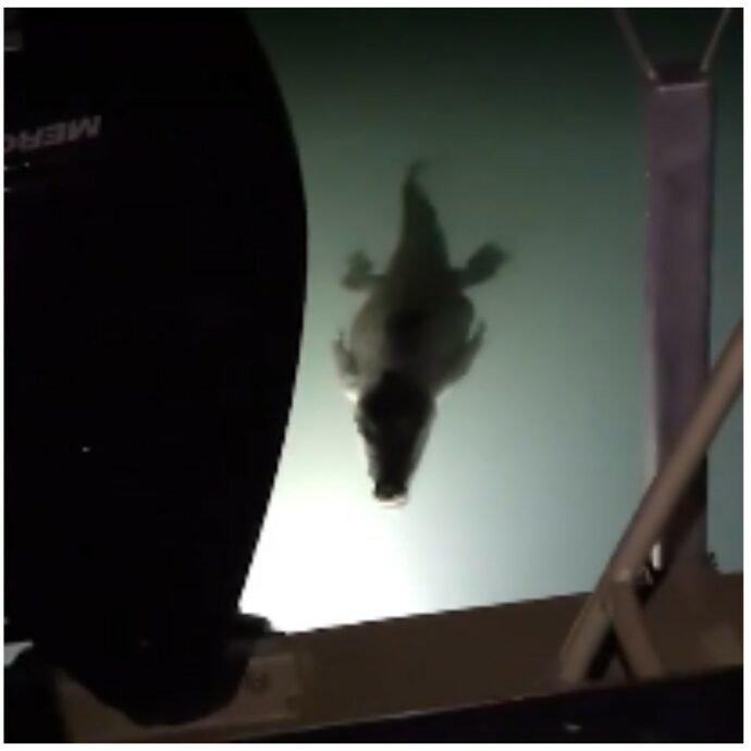 “Ho avuto paura. Di solito i coccodrilli sono curiosi, ma per tutta la notte in cinque hanno colpito la mia barca”: il racconto del navigatore Dave Hancock