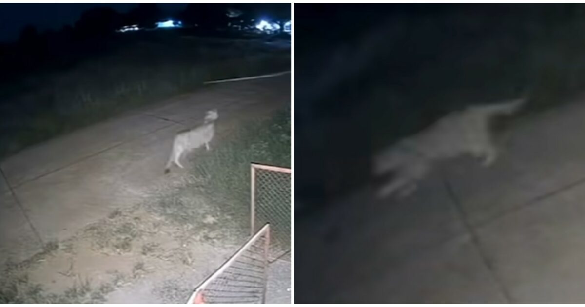 Leonessa scappa di casa e ferisce due persone, tra cui un bambino di 11 anni: il proprietario dell’animale è un noto influencer thailandese Leonessa scappa di casa e ferisce due persone, tra cui un bambino di 11 anni: il proprietario dell’animale è un noto influencer thailandese