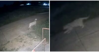 Copertina di Leonessa scappa di casa e ferisce due persone, tra cui un bambino di 11 anni: il proprietario dell’animale è un noto influencer thailandese