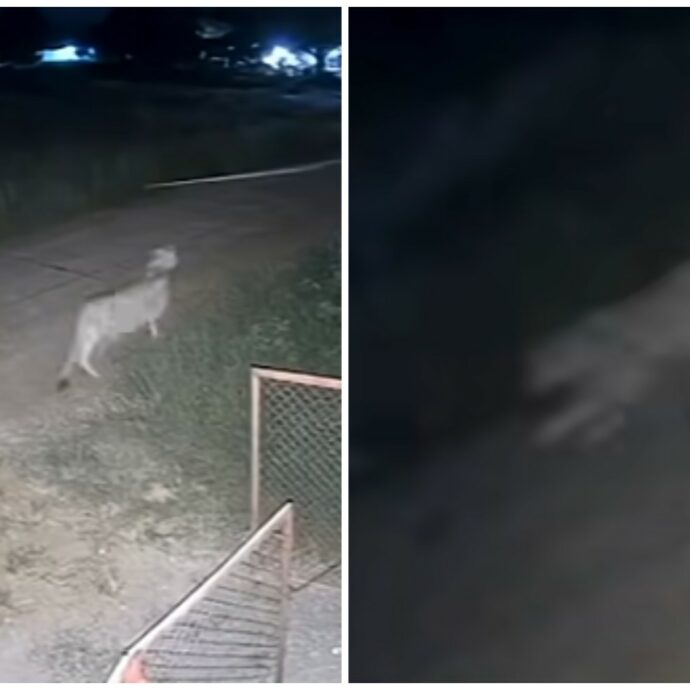 Leonessa scappa di casa e ferisce due persone, tra cui un bambino di 11 anni: il proprietario dell’animale è un noto influencer thailandese