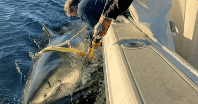 Copertina di Lo squalo bianco Contender riemerge al largo del Canada: è il più grande mai avvistato. Gli scienziati lo seguono per scoprire i luoghi dell’accoppiamento