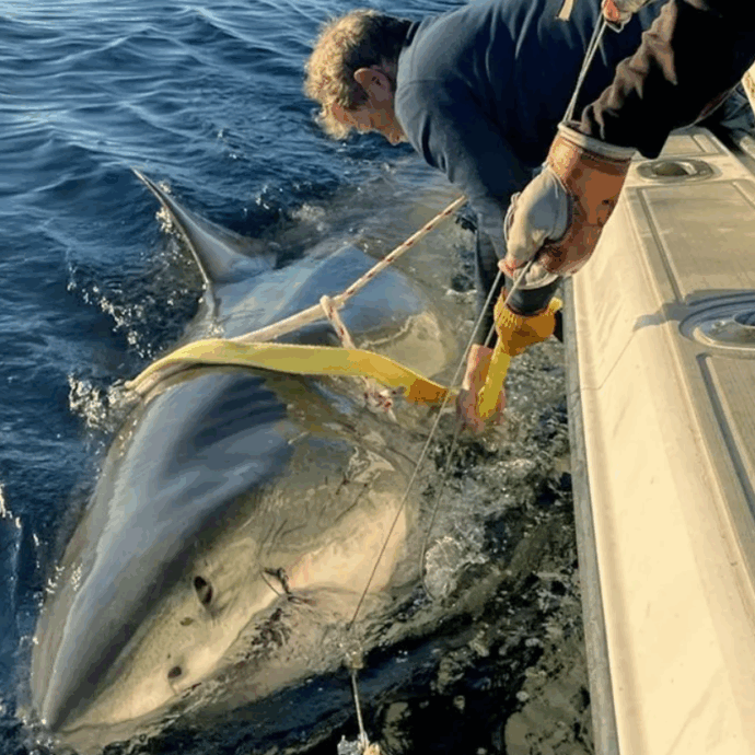 Lo squalo bianco Contender riemerge al largo del Canada: è il più grande mai avvistato. Gli scienziati lo seguono per scoprire i luoghi dell’accoppiamento