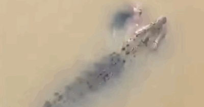 Copertina di “Il corpo era mangiato per metà, abbiamo potuto solo fare l’autopsia”: trovata la donna trascinata nel fiume da un coccodrillo