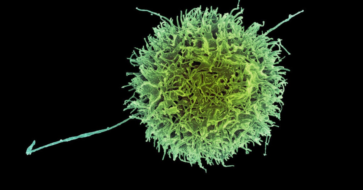 La nuova generazione di invisibili cellule killer del cancro, lo studio su Nature di Harvard e MIT La nuova generazione di invisibili cellule killer del cancro, lo studio su Nature di Harvard e MIT