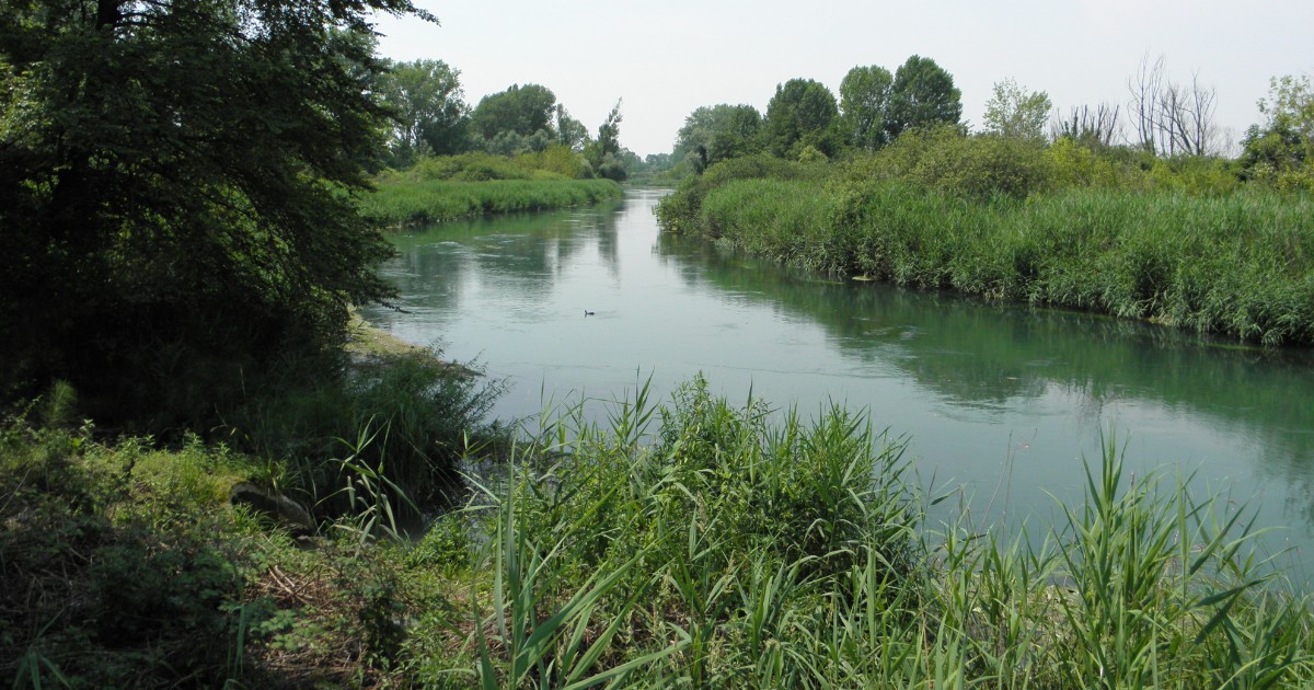 Trovato il cadavere di una donna nel fiume Sile (Treviso), le indagini dei carabinieri Trovato il cadavere di una donna nel fiume Sile (Treviso), le indagini dei carabinieri