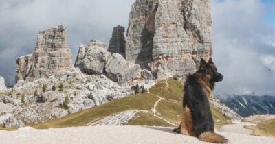 Copertina di Effetto Olimpiadi, Cortina senza veterinari. Allarme sui monti per i cani e i gatti dei vip