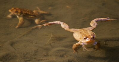 Copertina di “Mia madre ha mangiato 8 rane vive, adesso ha dolori così forti da non riuscire a camminare. Pensava che così le sarebbe passato il mal di schiena”: l’allarme del figlio ai medici