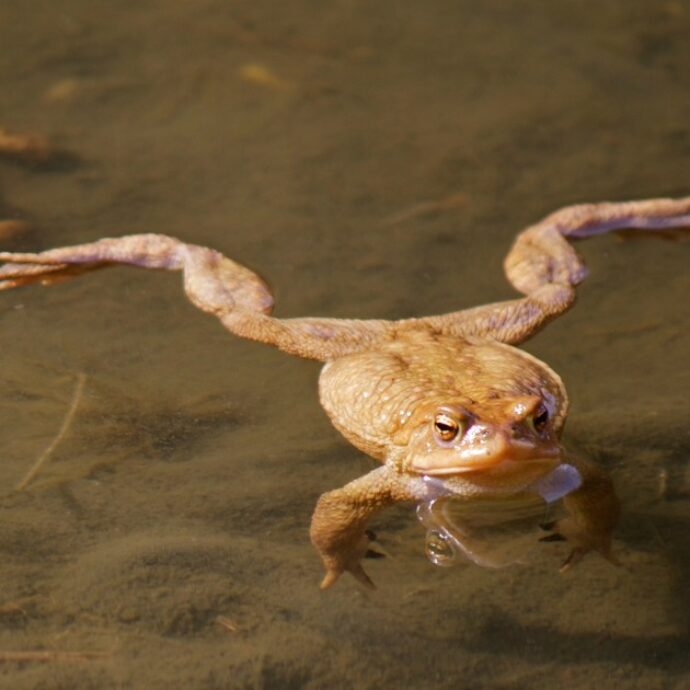 “Mia madre ha mangiato 8 rane vive, adesso ha dolori così forti da non riuscire a camminare. Pensava che così le sarebbe passato il mal di schiena”: l’allarme del figlio ai medici