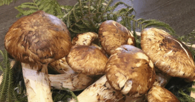 Copertina di Otto funghi Matsutake sono stati venduti a 5mila euro: i rari esemplari battuti ad un’asta record in Giappone