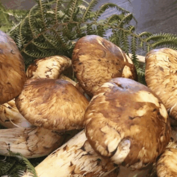 Otto funghi Matsutake sono stati venduti a 5mila euro: i rari esemplari battuti ad un’asta record in Giappone
