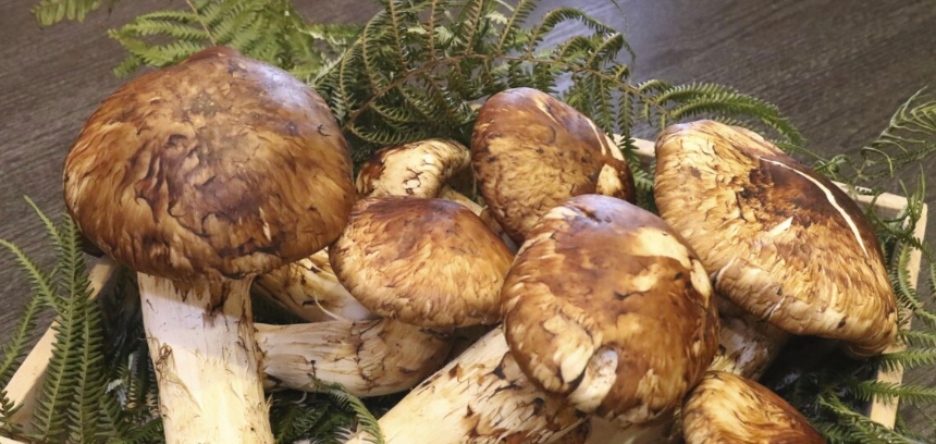 Otto funghi Matsutake sono stati venduti a 5mila euro: i rari esemplari battuti ad un’asta record in Giappone Otto funghi Matsutake sono stati venduti a 5mila euro: i rari esemplari battuti ad un’asta record in Giappone