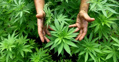 Copertina di Quartiere invaso da fumi di marijuana