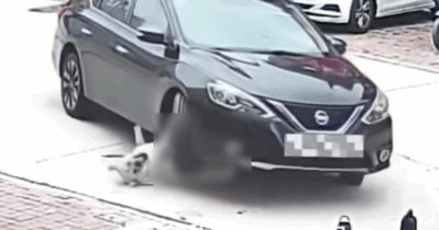 Copertina di “Il grasso gli ha salvato la vita, ma resta un rischio per la salute a lungo termine”: cane di 64 chilogrammi viene investito da un’auto e resta intrappolato sotto. Salvo per via del peso