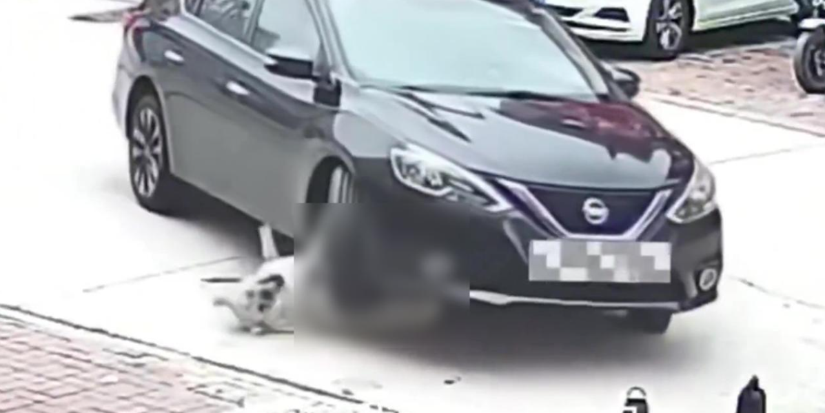 “Il grasso gli ha salvato la vita, ma resta un rischio per la salute a lungo termine”: cane di 64 chilogrammi viene investito da un’auto e resta intrappolato sotto. Salvo per via del peso “Il grasso gli ha salvato la vita, ma resta un rischio per la salute a lungo termine”: cane di 64 chilogrammi viene investito da un’auto e resta intrappolato sotto. Salvo per via del peso