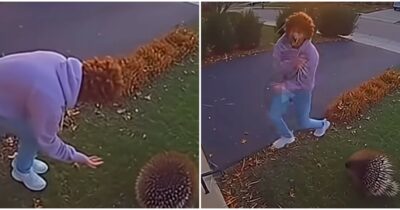 Copertina di Si avvicina troppo a un istrice nel giardino di casa e l’animale lo attacca con i suoi aculei: il video è virale, ma è generato con l’AI