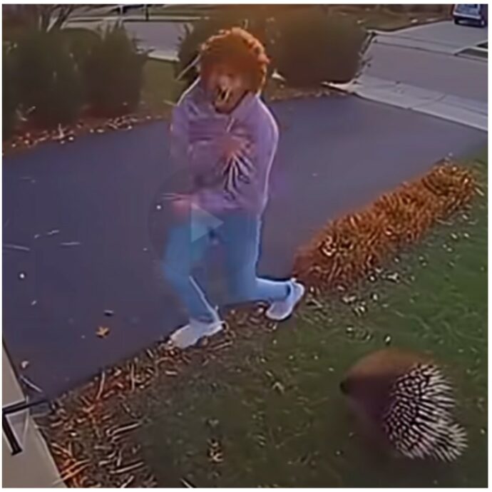 Si avvicina troppo a un istrice nel giardino di casa e l’animale lo attacca con i suoi aculei: il video è virale, ma è generato con l’AI