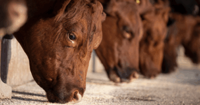 Copertina di Cibo, non mangime: in Unione europea ‘si sprecano’ per gli allevamenti 124 milioni di tonnellate all’anno di cereali