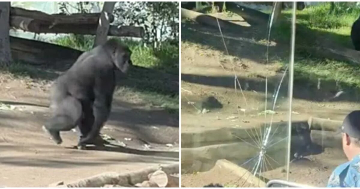 200 stato piuttosto spaventoso sembrava un terremoto gorilla distrugge il vetro del suo recinto tra lo stupore dei visitatori