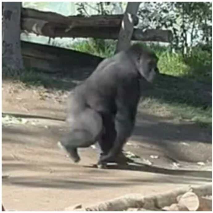 “È stato piuttosto spaventoso, sembrava un terremoto”: gorilla distrugge il vetro del suo recinto tra lo stupore dei visitatori