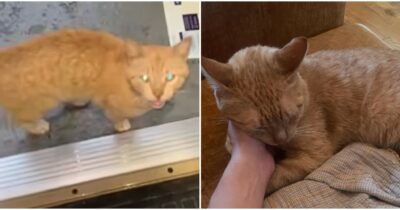 Copertina di Miagola o canta? Chi è ‘Lucky Chuck&Cheese’, il gatto ‘canterino’ che ha fatto innamorare i social