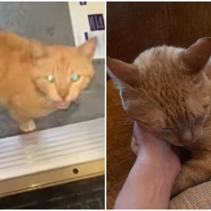 Miagola o canta? Chi è ‘Lucky Chuck&Cheese’, il gatto ‘canterino’ che ha fatto innamorare i social