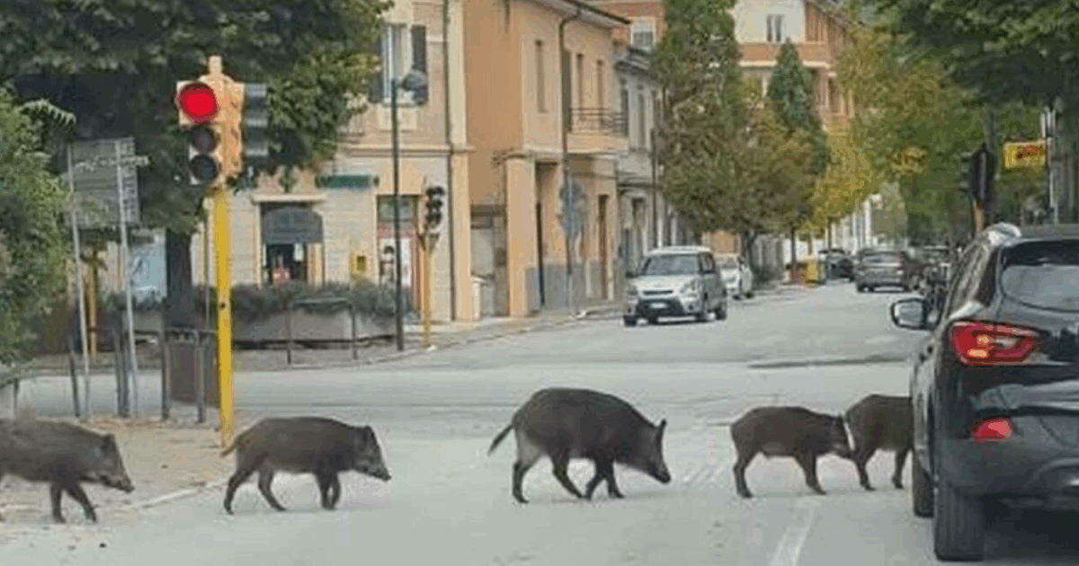 “I ‘cinghiali educati’ hanno atteso il semaforo verde dei pedoni e poi hanno proseguito la loro marcia”: il video da Fabriano diventa virale
