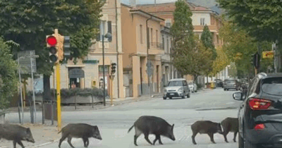 Copertina di “I ‘cinghiali educati’ hanno atteso il semaforo verde dei pedoni e poi hanno proseguito la loro marcia”: il video da Fabriano diventa virale