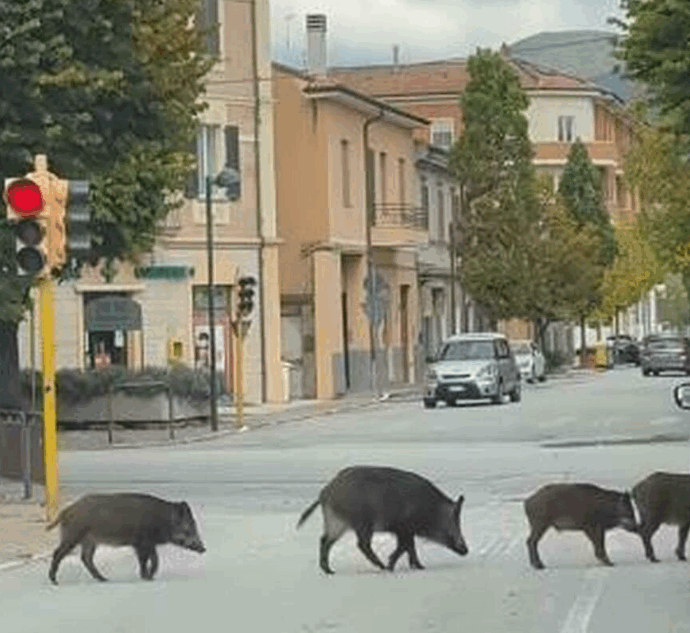 “I ‘cinghiali educati’ hanno atteso il semaforo verde dei pedoni e poi hanno proseguito la loro marcia”: il video da Fabriano diventa virale