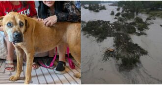 “Ero molto preoccupata perché è anziana e cieca. Ora è a casa e gioca in giardino”: cagnolina ritrovata dopo 33 giorni grazie all’Intelligenza Artificiale