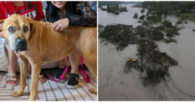 Copertina di “Ero molto preoccupata perché è anziana e cieca. Ora è a casa e gioca in giardino”: cagnolina ritrovata dopo 33 giorni grazie all’Intelligenza Artificiale