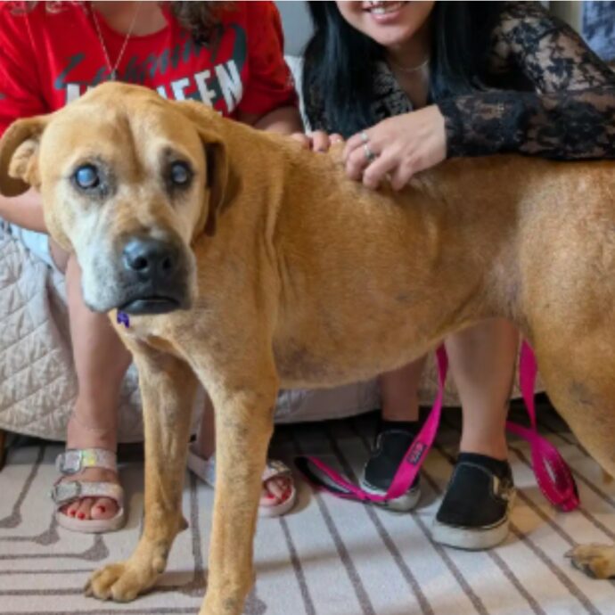 “Ero molto preoccupata perché è anziana e cieca. Ora è a casa e gioca in giardino”: cagnolina ritrovata dopo 33 giorni grazie all’Intelligenza Artificiale