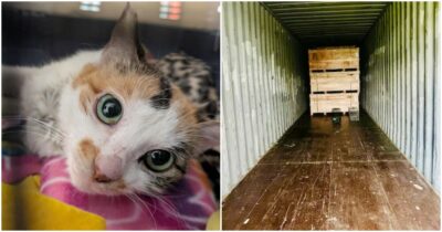 Copertina di “È davvero sorprendente che sia sopravvissuta”: una gattina viaggia nascosta in un container per 15mila chilometri dalla Cina al Minnesota