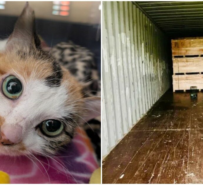“È davvero sorprendente che sia sopravvissuta”: una gattina viaggia nascosta in un container per 15mila chilometri dalla Cina al Minnesota