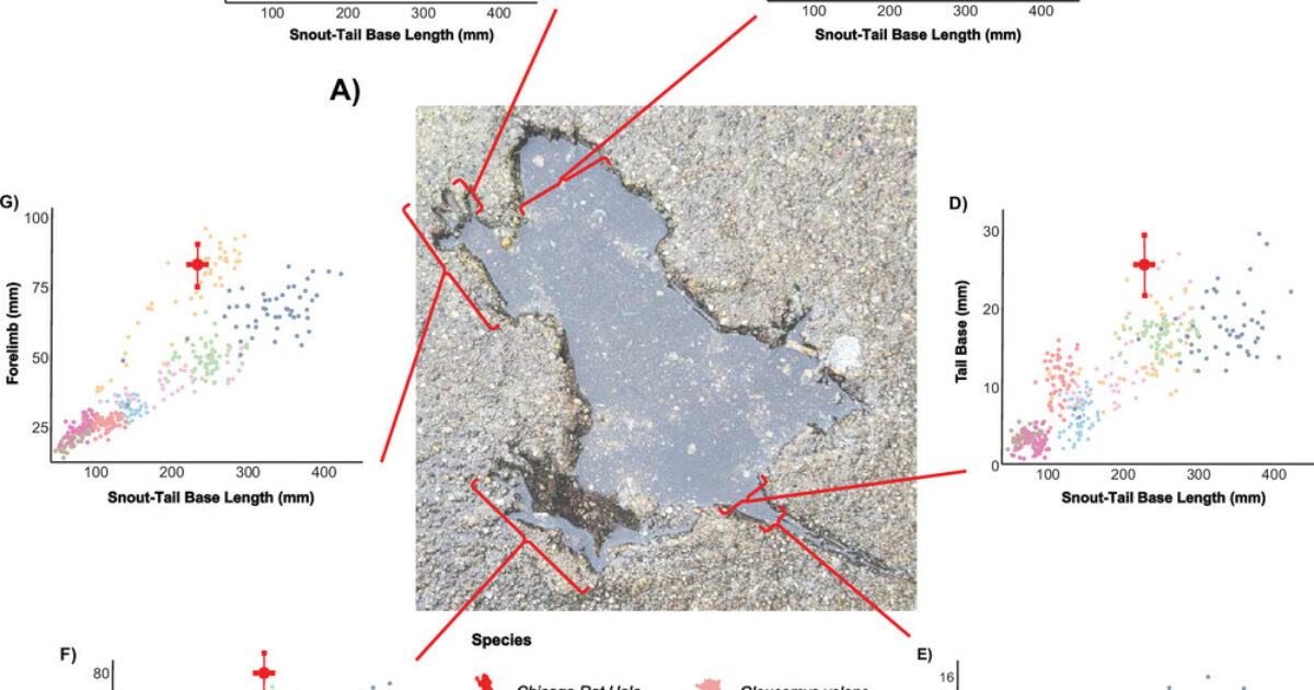 “I topi non c’entrano nulla con la buca, quella forma è di un altro animale”: gli scienziati dopo 20 anni svelano il mistero del celebre “Rat Hole” di Chicago