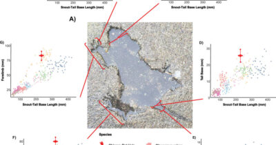Copertina di “I topi non c’entrano nulla con la buca, quella forma è di un altro animale”: gli scienziati dopo 20 anni svelano il mistero del celebre “Rat Hole” di Chicago