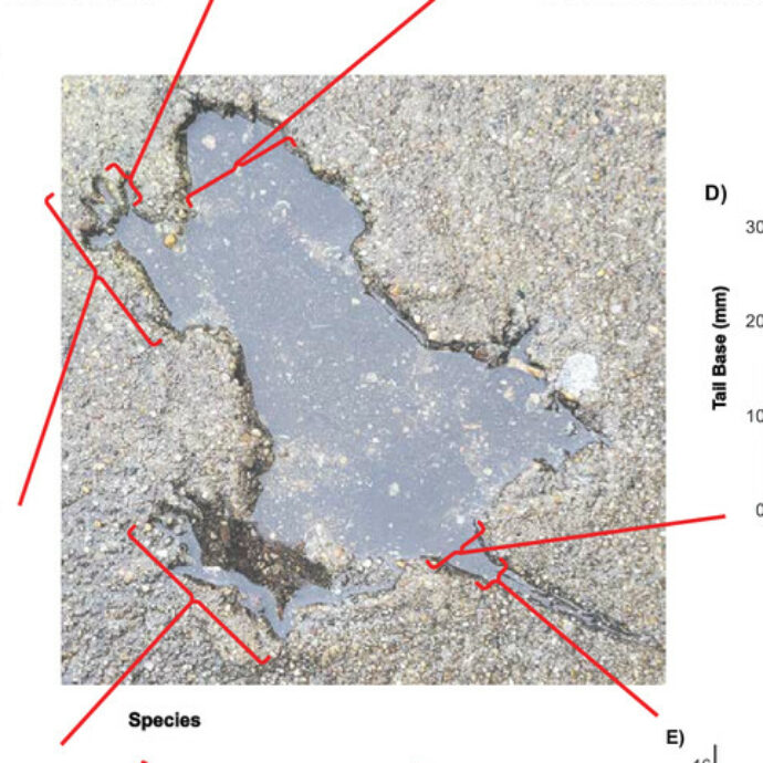 “I topi non c’entrano nulla con la buca, quella forma è di un altro animale”: gli scienziati dopo 20 anni svelano il mistero del celebre “Rat Hole” di Chicago
