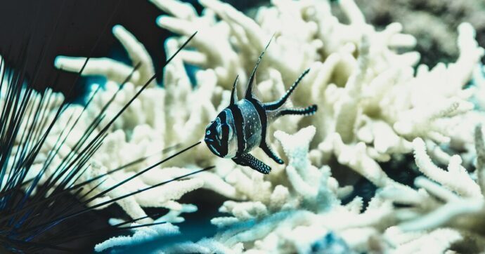 Punto di non ritorno: lo sbiancamento  e la morte dei coralli