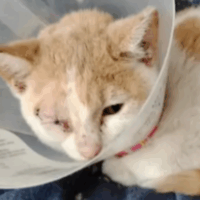 Bambino di 9 anni vede un gruppo di ragazzi più grandi ‘lanciarsi un gattino come fosse un pallone’: quello che fa per salvare il micio è incredibile