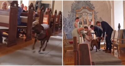 Copertina di Cane “dimentica” l’addestramento di due mesi e si mette a correre verso gli sposi con le fedi – VIDEO