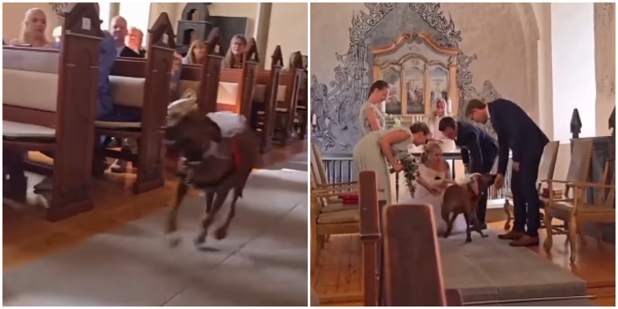 cane dimentica l8217addestramento di due mesi e si mette a correre verso gli sposi con le fedi 8211 video