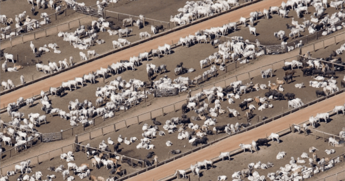 Le 45 maggiori aziende di carne e latticini emettono più gas serra dell’intera Arabia Saudita (cioè il 2° produttore di petrolio)