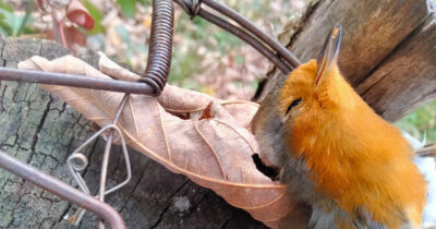 Copertina di Strage di uccelli protetti nel Bresciano: per la destra al governo, le direttive Ue sono carta straccia