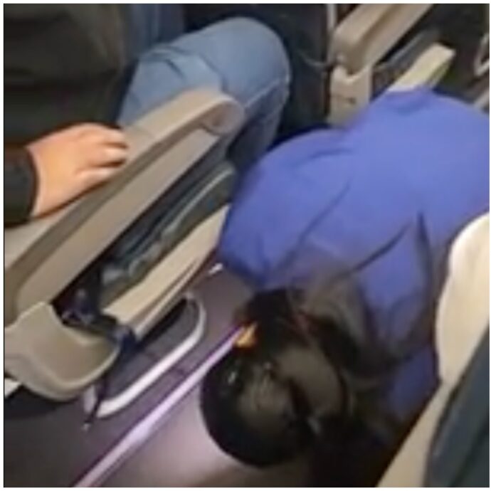 Un criceto fa impazzire i passeggeri di un volo: aereo in ritardo di tre ore per la caccia al roditore – VIDEO